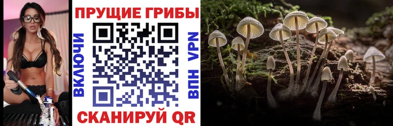 shop телеграм  Бабушкин  Галлюциногенные грибы Psilocybe  купить наркотик 